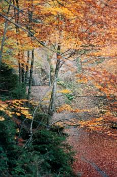 Cascada del Pla d'Hortals en Otoño