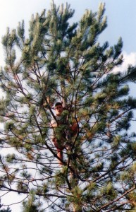 El fenomeno enla copa de un pino