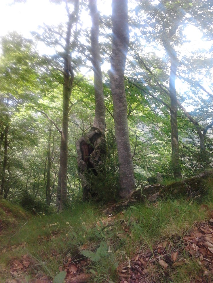 Haya tocada por el rayo