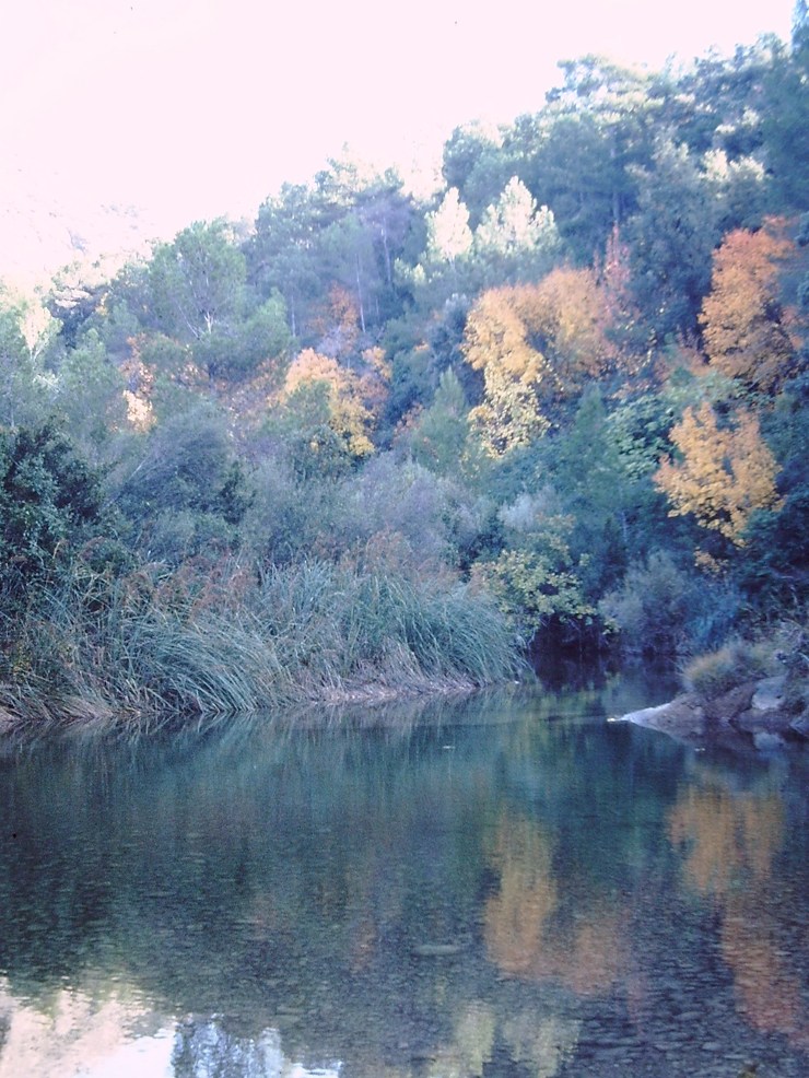 My beautiful picture